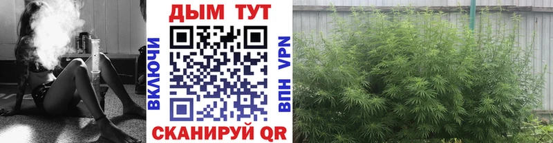 дарнет шоп Староминская Каннабис планчик